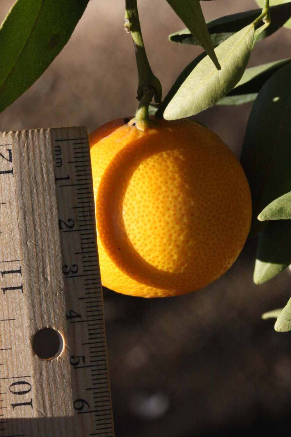            Fruit (Riverside, CA)   